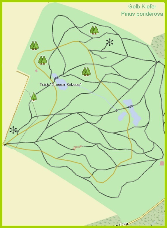 Bäume und Sträucher aus Amerika, Forstpark, Tharandt